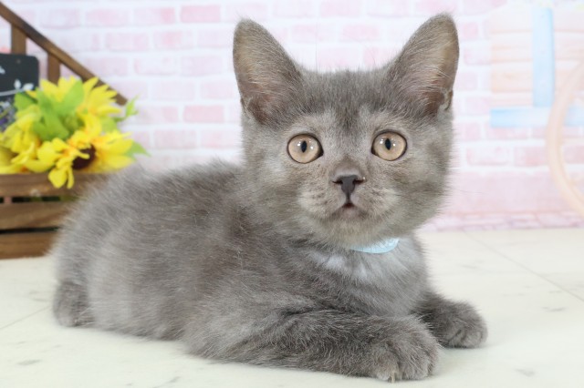 熊本県のブリティッシュショートヘアー (Coo&RIKU熊本店/2026年2月9日生まれ/男の子/ブルー)の子猫の2枚目の画像