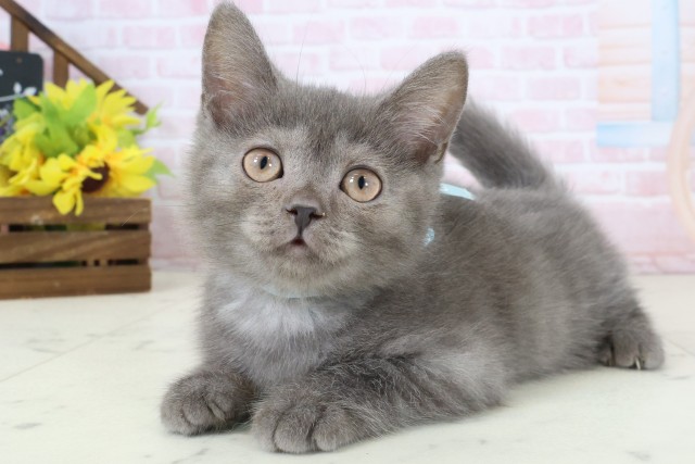 熊本県のブリティッシュショートヘアー (Coo&RIKU熊本店/2026年2月9日生まれ/男の子/ブルー)の子猫の3枚目の画像