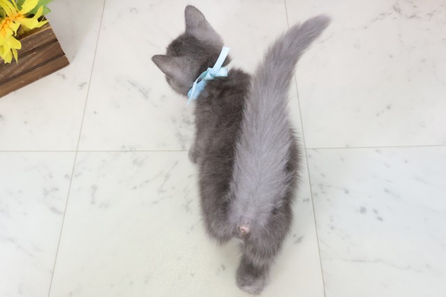 熊本県のブリティッシュショートヘアー (Coo&RIKU熊本店/2026年2月9日生まれ/男の子/ブルー)の子猫の4枚目の画像