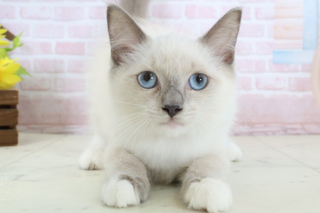 北海道のラグドール (Coo&RIKU函館店/2026年1月10日生まれ/女の子/シールポイントバイカラー)の子猫の1枚目の画像