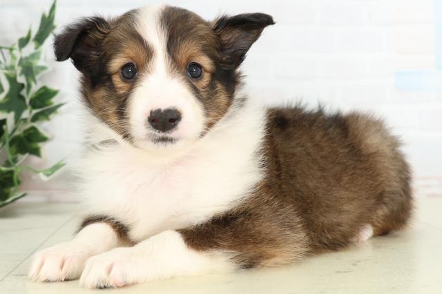 新潟県のシェットランドシープドッグ (Coo&RIKU新潟東店/2026年3月13日生まれ/女の子/セーブルホワイト)の子犬の3枚目の画像