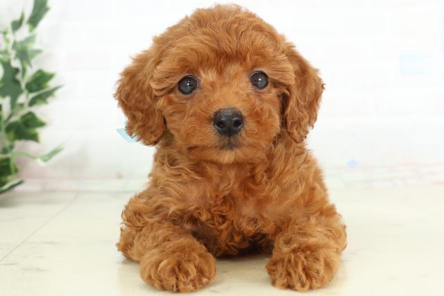 高知県のトイプードル(トイ) (Coo&RIKU高知御座店/2026年3月6日生まれ/男の子/レッド)の子犬の1枚目の画像