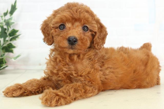 高知県のトイプードル(トイ) (Coo&RIKU高知御座店/2026年3月6日生まれ/男の子/レッド)の子犬の3枚目の画像