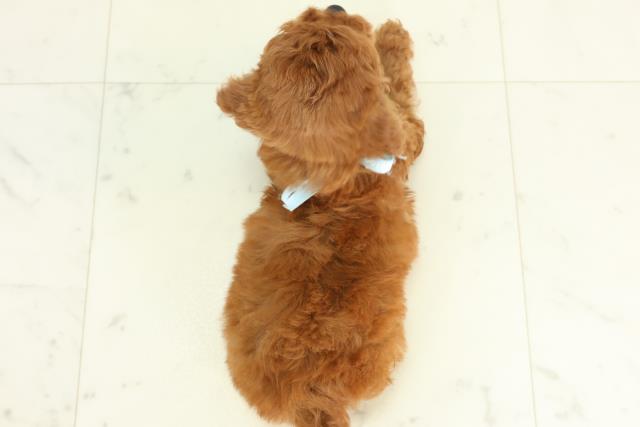 高知県のトイプードル(トイ) (Coo&RIKU高知御座店/2026年3月6日生まれ/男の子/レッド)の子犬の4枚目の画像