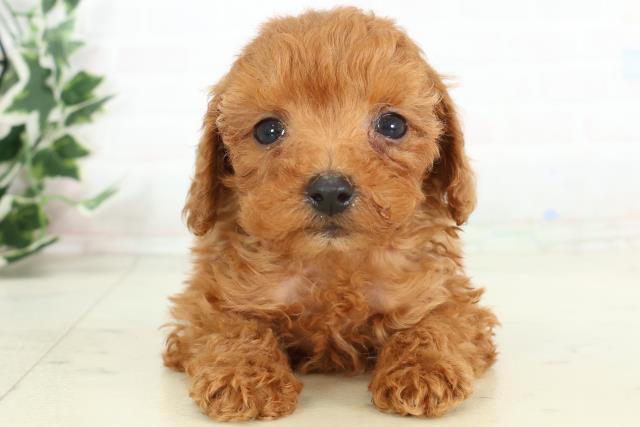 山口県のトイプードル(トイ) (Coo&RIKUシーモール下関店/2026年3月6日生まれ/男の子/レッド)の子犬の1枚目の画像