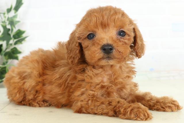 山口県のトイプードル(トイ) (Coo&RIKUシーモール下関店/2026年3月6日生まれ/男の子/レッド)の子犬の2枚目の画像