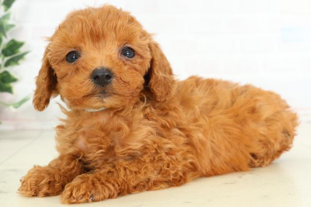 山口県のトイプードル(トイ) (Coo&RIKUシーモール下関店/2026年3月6日生まれ/男の子/レッド)の子犬の3枚目の画像