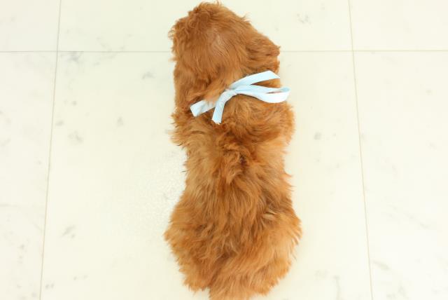 山口県のトイプードル(トイ) (Coo&RIKUシーモール下関店/2026年3月6日生まれ/男の子/レッド)の子犬の4枚目の画像