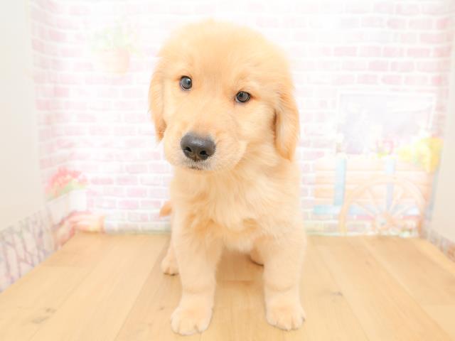 福島県のゴールデンレトリバー (Coo&RIKUいわき店/2026年3月10日生まれ/男の子/ゴールド)の子犬の1枚目の画像