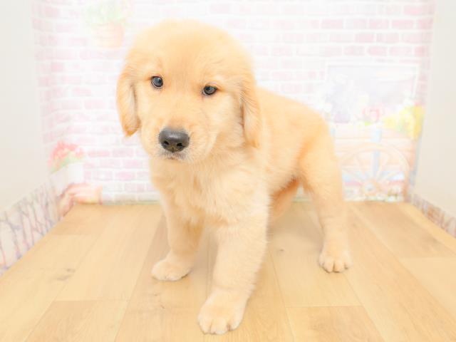 福島県のゴールデンレトリバー (Coo&RIKUいわき店/2026年3月10日生まれ/男の子/ゴールド)の子犬の2枚目の画像
