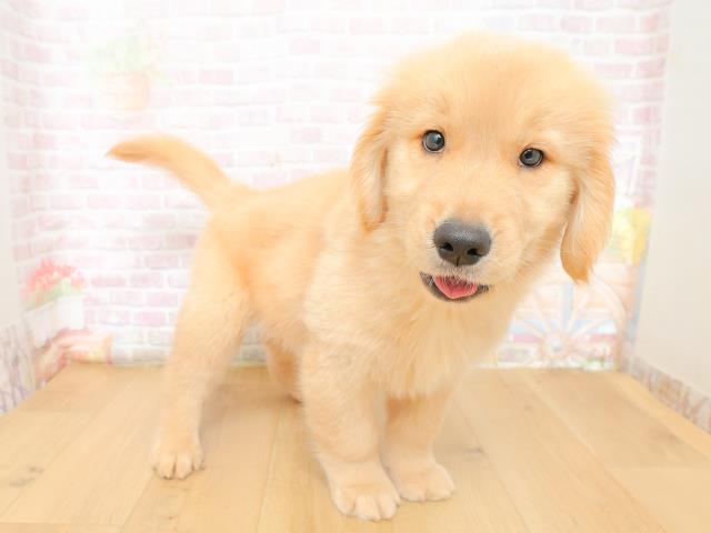 福島県のゴールデンレトリバー (Coo&RIKUいわき店/2026年3月10日生まれ/男の子/ゴールド)の子犬の3枚目の画像