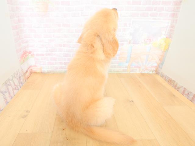 福島県のゴールデンレトリバー (Coo&RIKUいわき店/2026年3月10日生まれ/男の子/ゴールド)の子犬の4枚目の画像