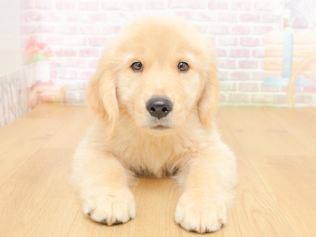 福島県のゴールデンレトリバー (Coo&RIKU郡山店/2026年3月10日生まれ/男の子/ゴールド)の子犬の1枚目の画像