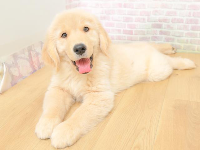 福島県のゴールデンレトリバー (Coo&RIKU郡山店/2026年3月10日生まれ/男の子/ゴールド)の子犬の2枚目の画像
