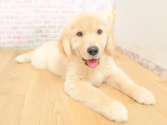 福島県のゴールデンレトリバー (Coo&RIKU郡山店/2026年3月10日生まれ/男の子/ゴールド)の子犬の3枚目の画像