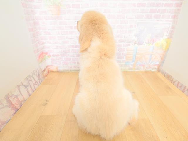 福島県のゴールデンレトリバー (Coo&RIKU郡山店/2026年3月10日生まれ/男の子/ゴールド)の子犬の4枚目の画像