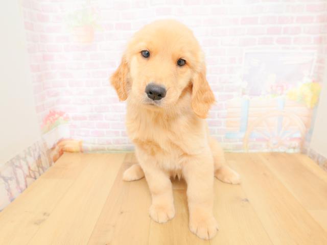 宮城県のゴールデンレトリバー (Coo&RIKU仙台太白店/2026年3月10日生まれ/女の子/ゴールド)の子犬
