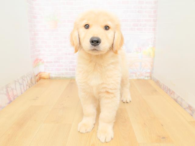 岩手県のゴールデンレトリバー (Coo&RIKU岩手盛岡店/2026年3月10日生まれ/女の子/ゴールド)の子犬