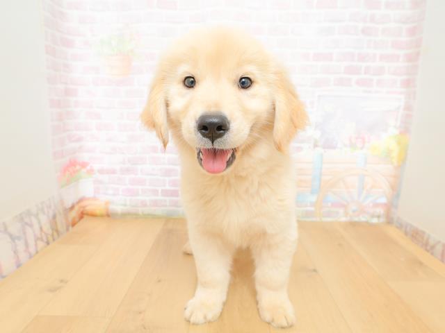 山形県のゴールデンレトリバー (Coo&RIKU山形店/2026年3月10日生まれ/女の子/ゴールド)の子犬