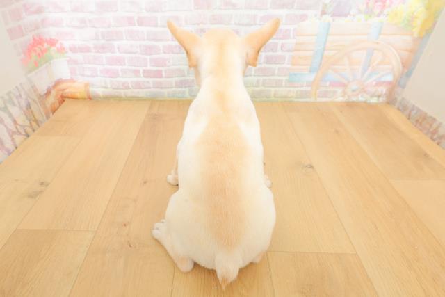 岩手県のフレンチブルドッグ (Coo&RIKU岩手盛岡店/2026年3月10日生まれ/男の子/クリーム)の子犬の4枚目の画像