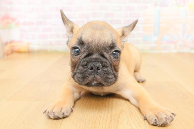 青森県のフレンチブルドッグ (Coo&RIKU八戸店/2026年3月10日生まれ/男の子/フォーン)の子犬