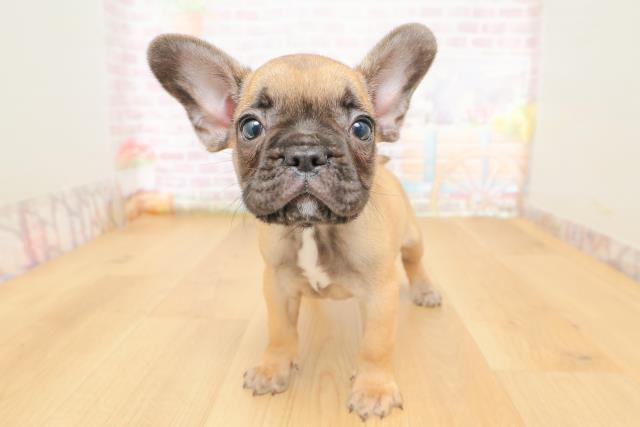 福島県のフレンチブルドッグ (Coo&RIKU郡山店/2026年3月10日生まれ/男の子/フォーン)の子犬の1枚目の画像