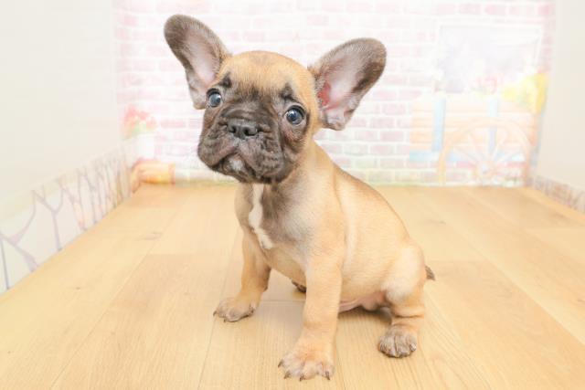 福島県のフレンチブルドッグ (Coo&RIKU郡山店/2026年3月10日生まれ/男の子/フォーン)の子犬の2枚目の画像