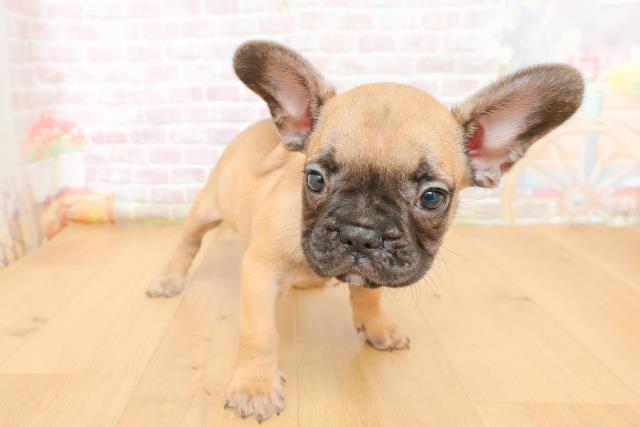 福島県のフレンチブルドッグ (Coo&RIKU郡山店/2026年3月10日生まれ/男の子/フォーン)の子犬の3枚目の画像