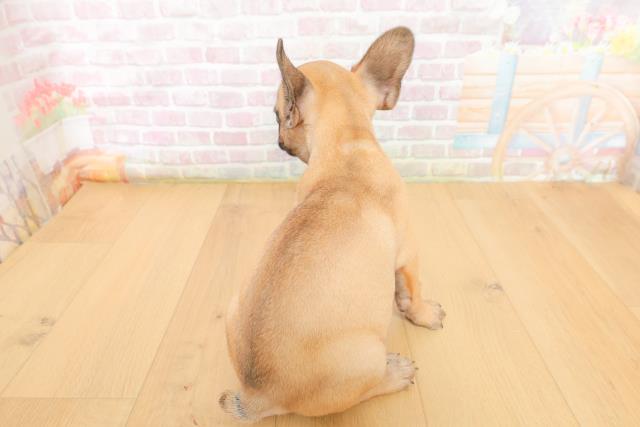 福島県のフレンチブルドッグ (Coo&RIKU郡山店/2026年3月10日生まれ/男の子/フォーン)の子犬の4枚目の画像