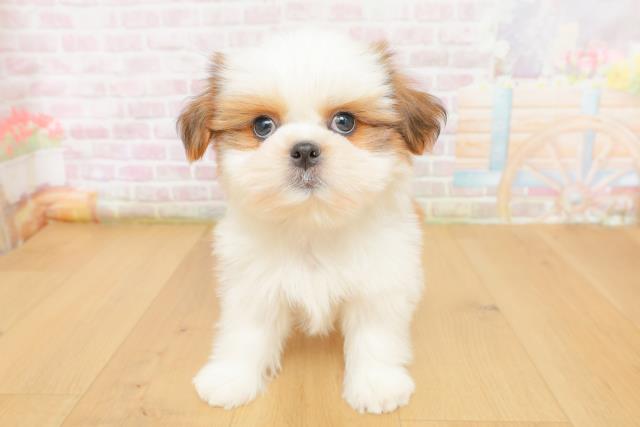 福島県のシーズー (Coo&RIKU郡山店/2026年3月6日生まれ/男の子/ゴールドホワイト)の子犬の1枚目の画像