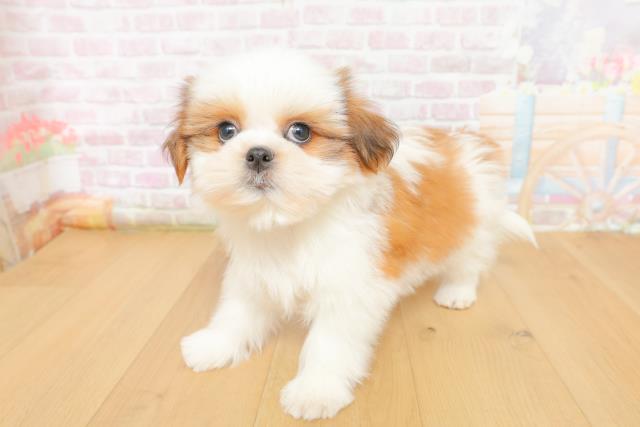 福島県のシーズー (Coo&RIKU郡山店/2026年3月6日生まれ/男の子/ゴールドホワイト)の子犬の2枚目の画像