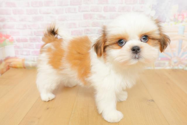 福島県のシーズー (Coo&RIKU郡山店/2026年3月6日生まれ/男の子/ゴールドホワイト)の子犬の3枚目の画像