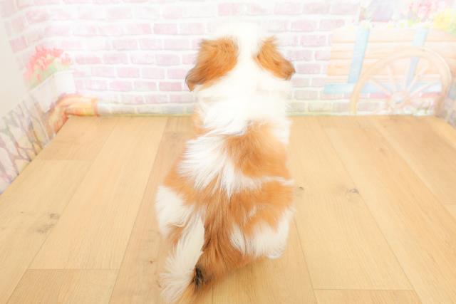 福島県のシーズー (Coo&RIKU郡山店/2026年3月6日生まれ/男の子/ゴールドホワイト)の子犬の4枚目の画像