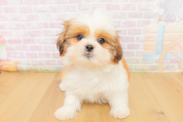 宮城県のシーズー (Coo&RIKUイオンタウン古川店/2026年3月6日生まれ/女の子/ゴールドホワイト)の子犬