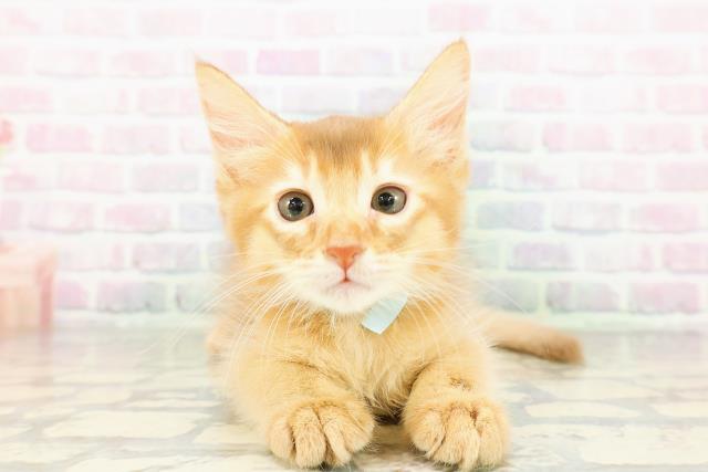 新潟県のソマリ (Coo&RIKU新潟東店/2026年3月13日生まれ/男の子/レッド)の子猫の1枚目の画像