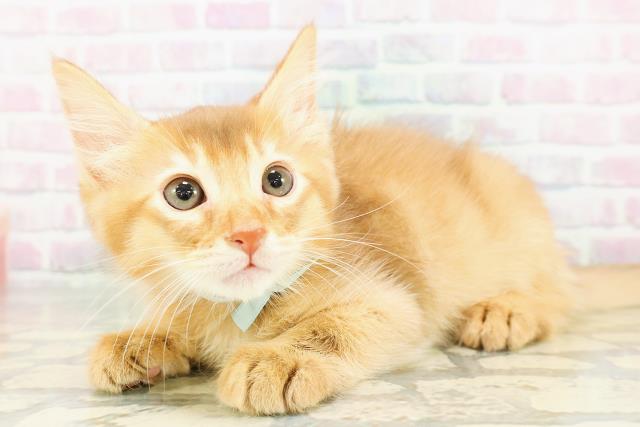 新潟県のソマリ (Coo&RIKU新潟東店/2026年3月13日生まれ/男の子/レッド)の子猫の2枚目の画像