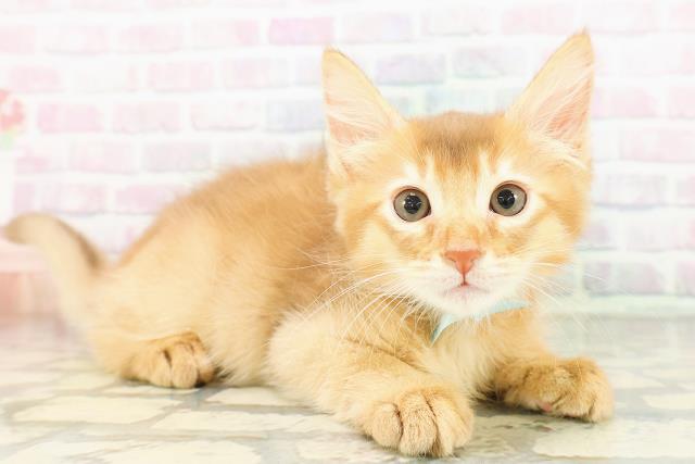 新潟県のソマリ (Coo&RIKU新潟東店/2026年3月13日生まれ/男の子/レッド)の子猫の3枚目の画像