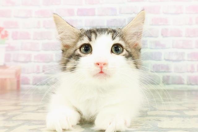 ノルウェージャン・フォレストキャット