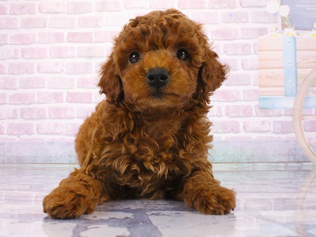 大阪府のトイプードル(トイ) (Coo&RIKU和泉店/2026年3月14日生まれ/男の子/レッドフォーン)の子犬