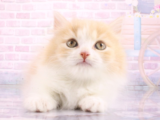 大阪府のマンチカン (Coo&RIKU心斎橋店/2026年3月10日生まれ/男の子/クリームタビーホワイト)の子猫
