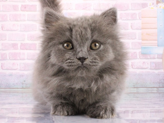 滋賀県のブリティッシュロングヘアー (Coo&RIKU長浜店/2026年3月12日生まれ/男の子/ブルー)の子猫の1枚目の画像