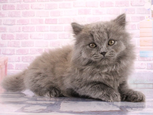 滋賀県のブリティッシュロングヘアー (Coo&RIKU長浜店/2026年3月12日生まれ/男の子/ブルー)の子猫の2枚目の画像