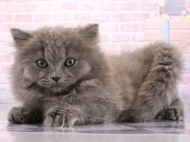 滋賀県のブリティッシュロングヘアー (Coo&RIKU長浜店/2026年3月12日生まれ/男の子/ブルー)の子猫の3枚目の画像