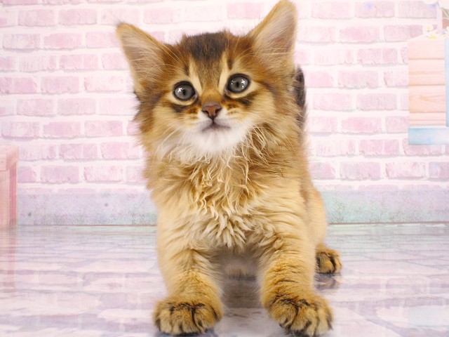大阪府のソマリ (Coo&RIKU梅田店/2026年3月14日生まれ/男の子/ルディ)の子猫