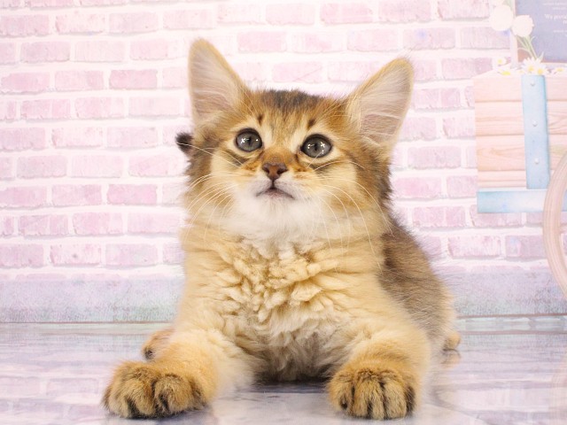 大阪府のソマリ (Coo&RIKU茶屋町店/2026年3月15日生まれ/男の子/ルディ)の子猫