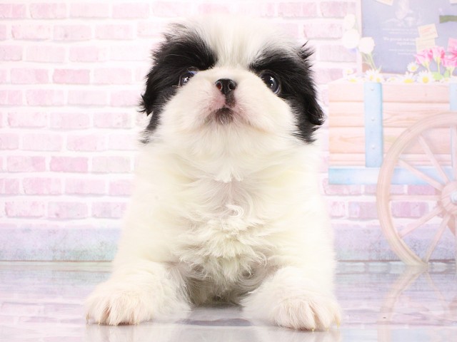 大阪府のハーフ犬・ミックス犬 (Coo&RIKU茶屋町店/2026年3月14日生まれ/男の子/パーティーカラー)の子犬の1枚目の画像