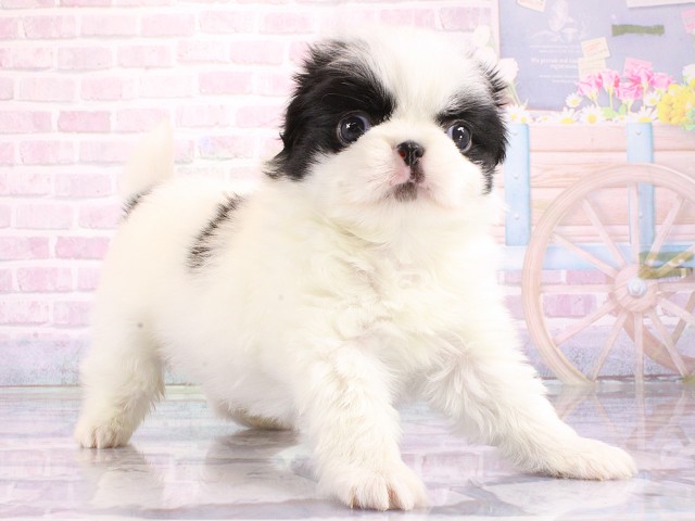 大阪府のハーフ犬・ミックス犬 (Coo&RIKU茶屋町店/2026年3月14日生まれ/男の子/パーティーカラー)の子犬の2枚目の画像
