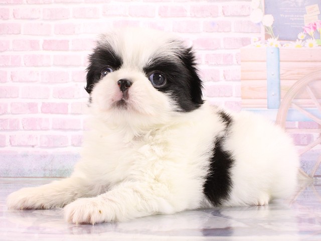 大阪府のハーフ犬・ミックス犬 (Coo&RIKU茶屋町店/2026年3月14日生まれ/男の子/パーティーカラー)の子犬の3枚目の画像