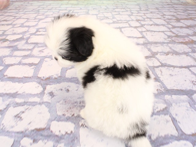 大阪府のハーフ犬・ミックス犬 (Coo&RIKU茶屋町店/2026年3月14日生まれ/男の子/パーティーカラー)の子犬の4枚目の画像