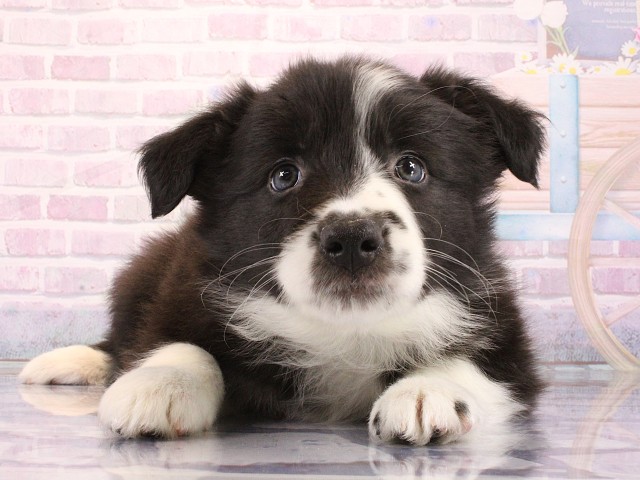 大阪府のボーダーコリー (Coo&RIKU高槻店/2026年3月15日生まれ/女の子/ブラックホワイト)の子犬